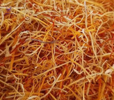 ریشه پُر سرخ زعفران زروان یک مثقالی